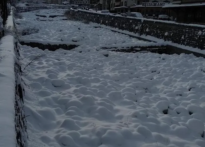 Pine Tree D34 * 班斯科